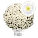 Bild von Bolchrysant P19 White